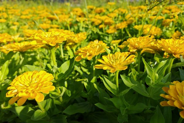 秋日芳華正盛，花事正濃